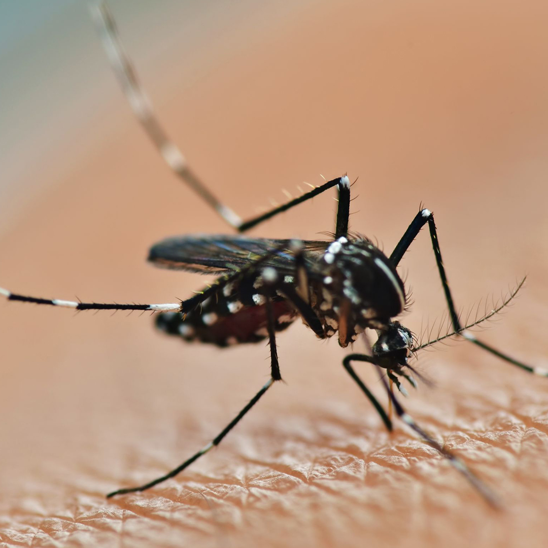 Dengue mosquito